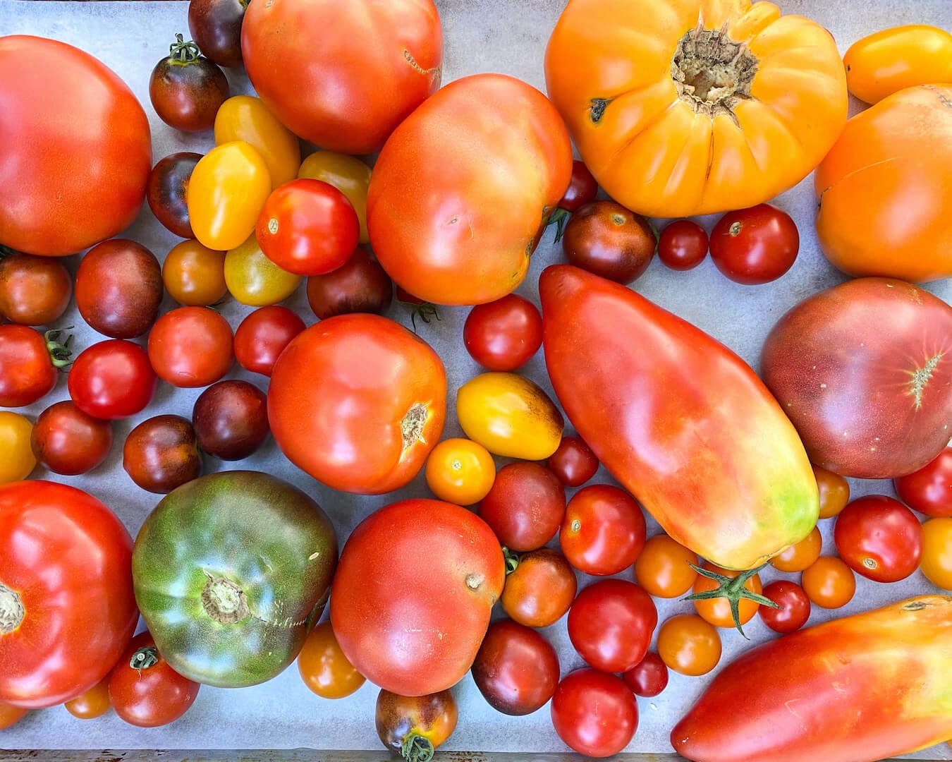 a variety of tomatoes 